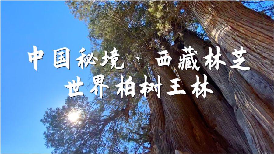 豪华轿车记忆卡